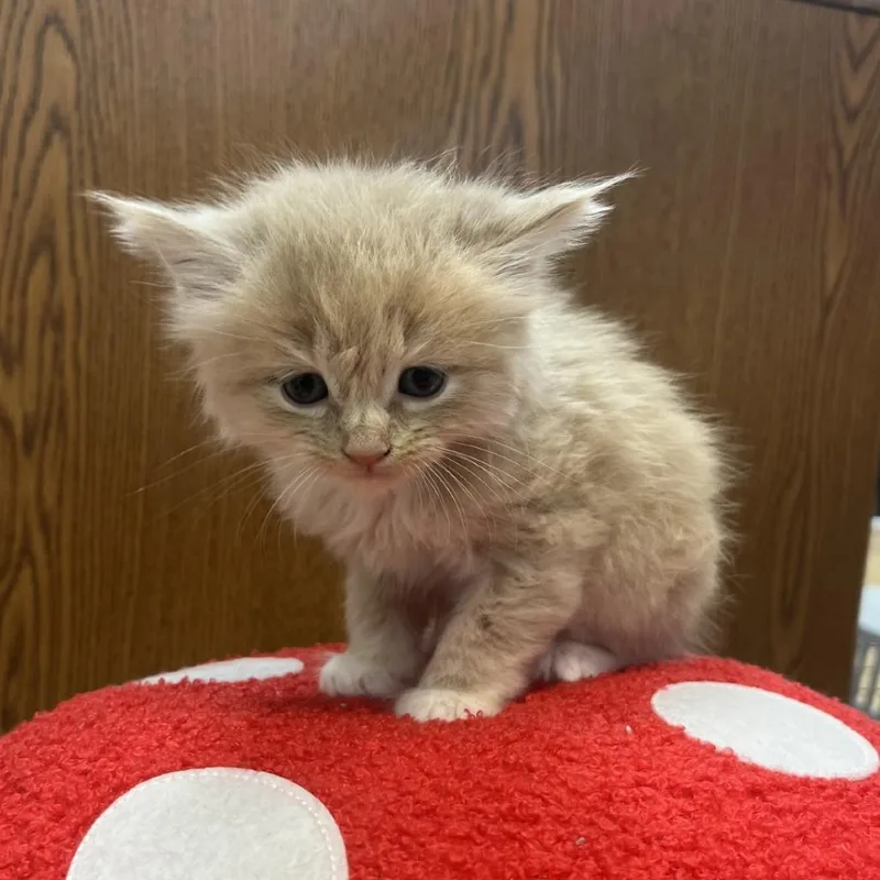 A baby small-sized male Buff / Tan / Fawn Domestic Long Hair cat named Kiwi for adoption in Greensboro, GA