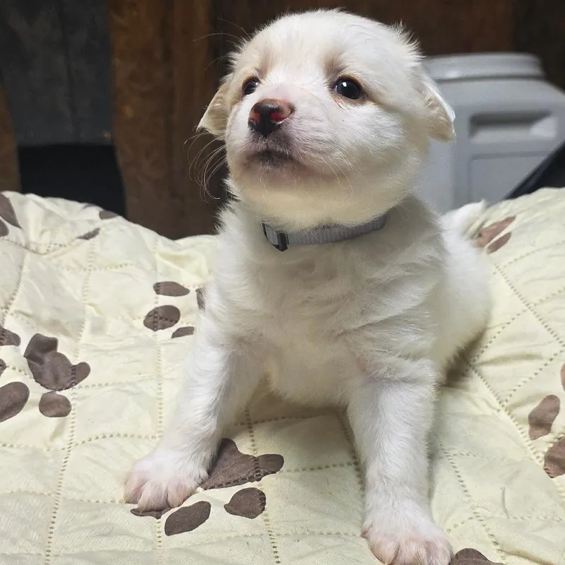 A baby small-sized male White / Cream Mixed Breed dog named Biscotti for adoption in Alexandria, VA