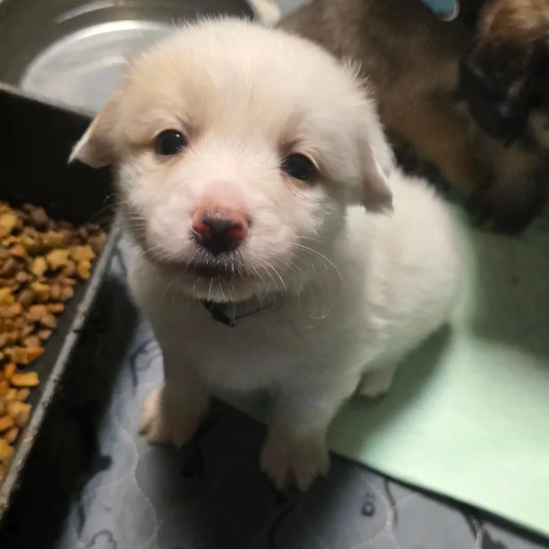 Biscotti thumbnail 3