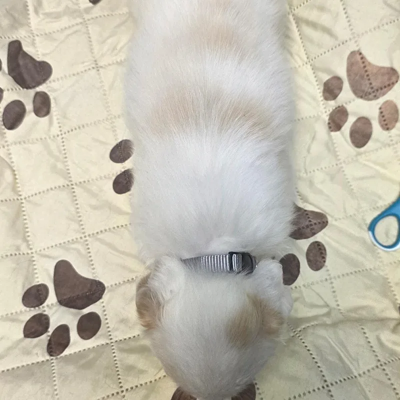Biscotti thumbnail 5