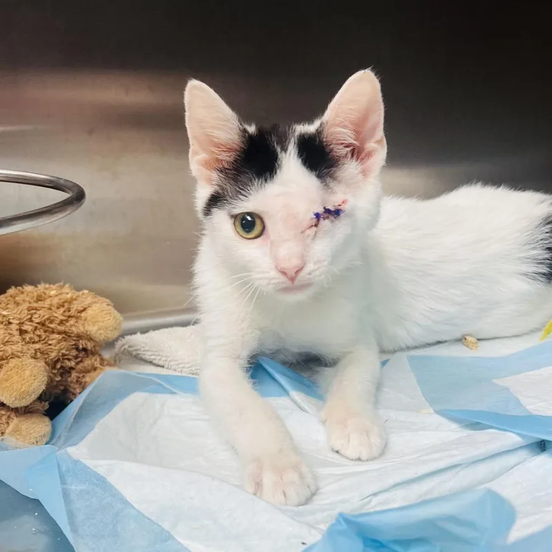 A baby small-sized male Domestic Short Hair cat named Monsieur Biscuits for adoption in Indianapolis, IN