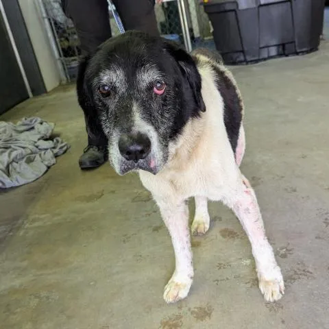 A senior large-sized male Border Collie dog named Vixen for adoption in Pensacola, FL