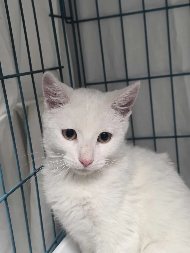 A young small-sized male Domestic Short Hair cat named Cotton for adoption in Spring Hill, FL