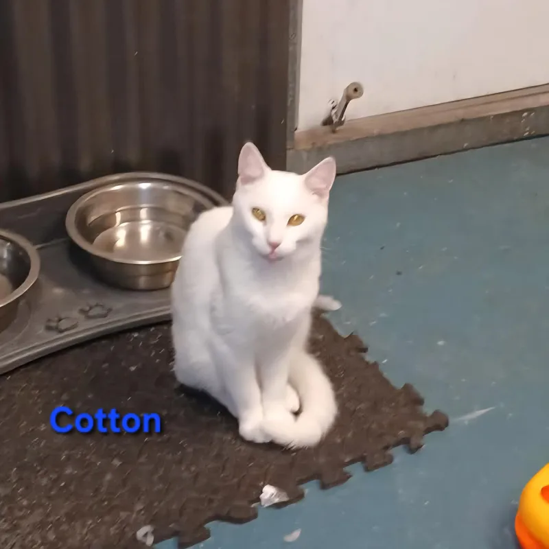 Cotton thumbnail 2