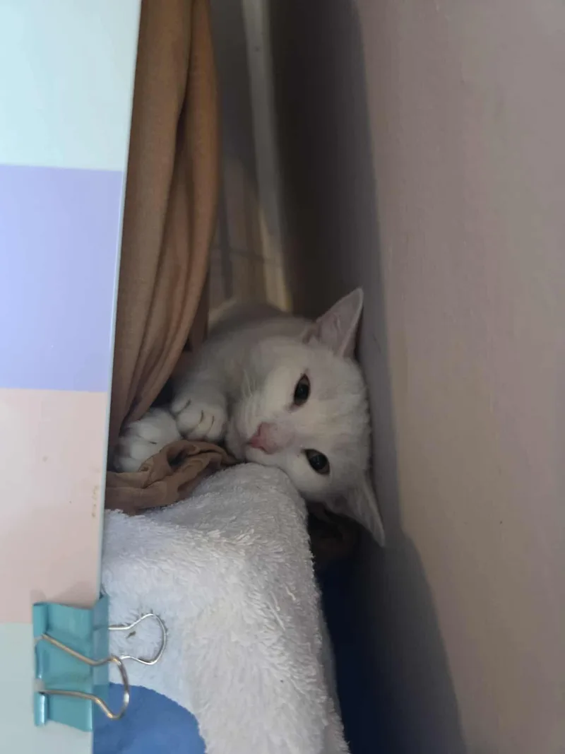 Cotton thumbnail 3