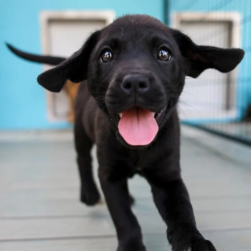 A baby medium-sized female Black Mixed Breed dog named Miss Martina for adoption in Bradenton, FL