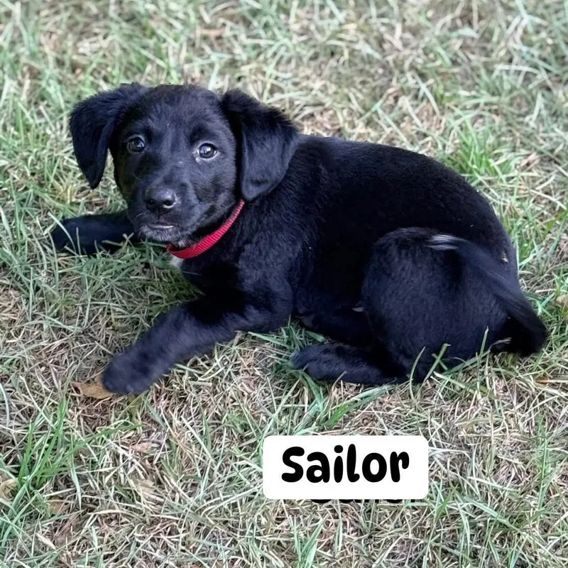 Sailor