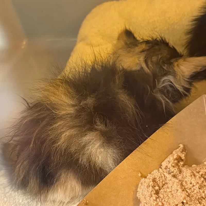 A baby small-sized female Black Domestic Medium Hair cat named Tamarin for adoption in Norman, OK