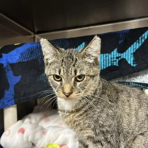 An adult small-sized male Brown / Chocolate Domestic Short Hair cat named Tiger for adoption in Springfield, MA