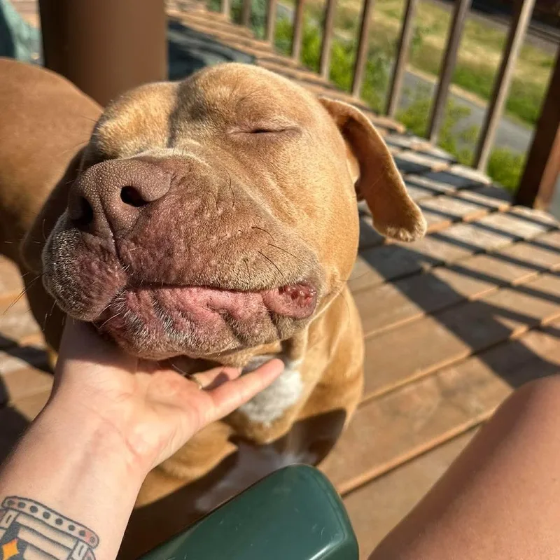 An adult large-sized female Brown / Chocolate Pit Bull Terrier dog named Nani for adoption in Centralia, WA