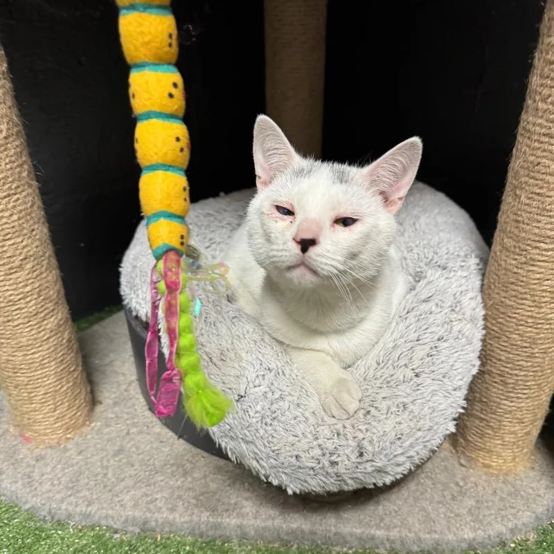 An adult medium-sized male White Domestic Short Hair cat named Ghost for adoption in Parrish, AL