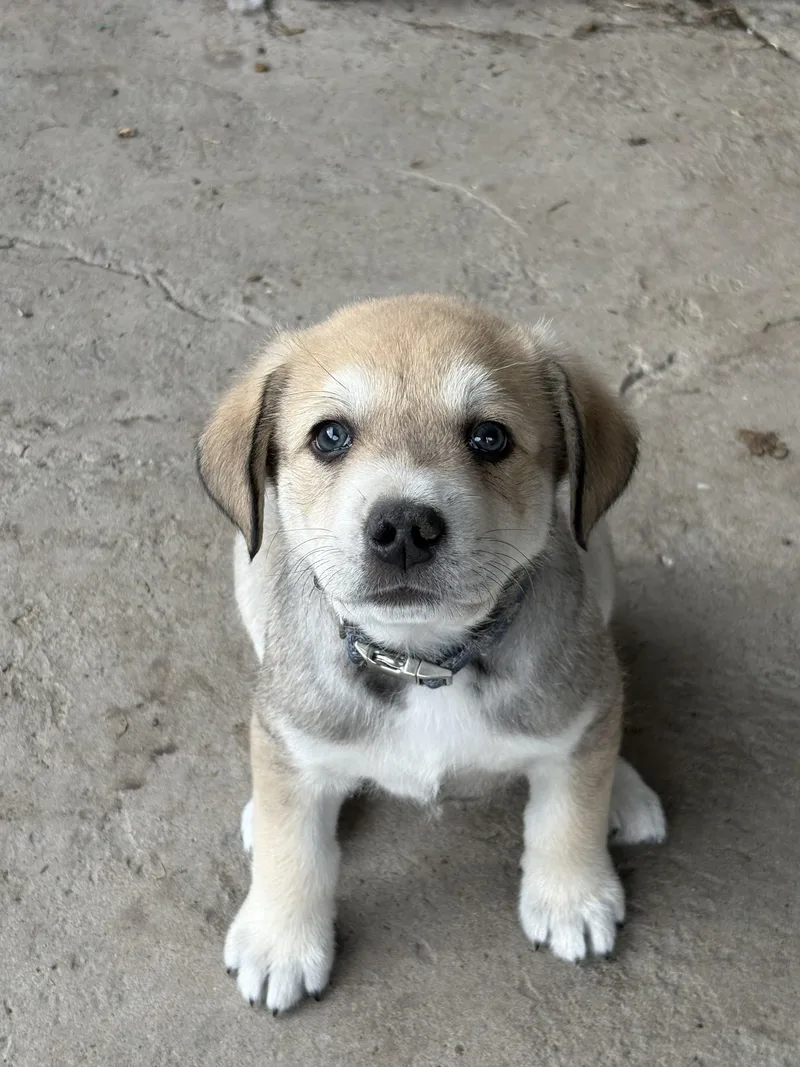 A baby small-sized male German Shepherd Dog dog named Vernon for adoption in Discovery Bay, CA