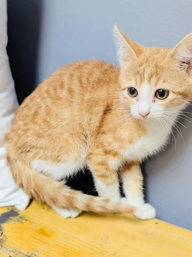 A baby medium-sized female Domestic Short Hair cat named Jovie for adoption in Claremore, OK