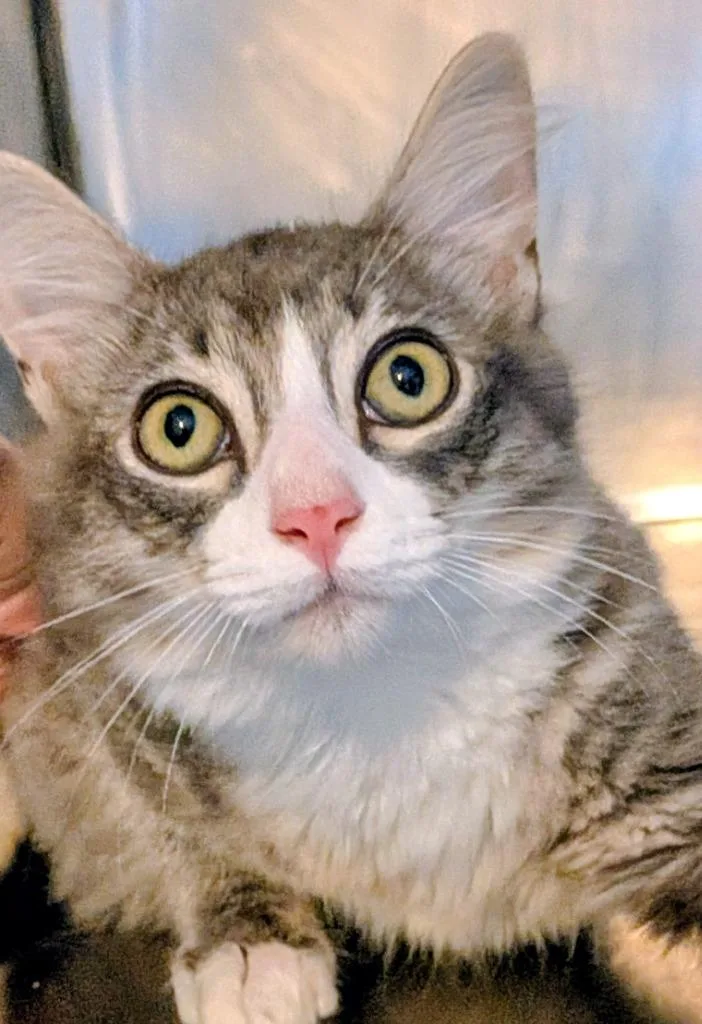 A baby small-sized male Domestic Short Hair cat named Ash for adoption in St. Augustine, FL