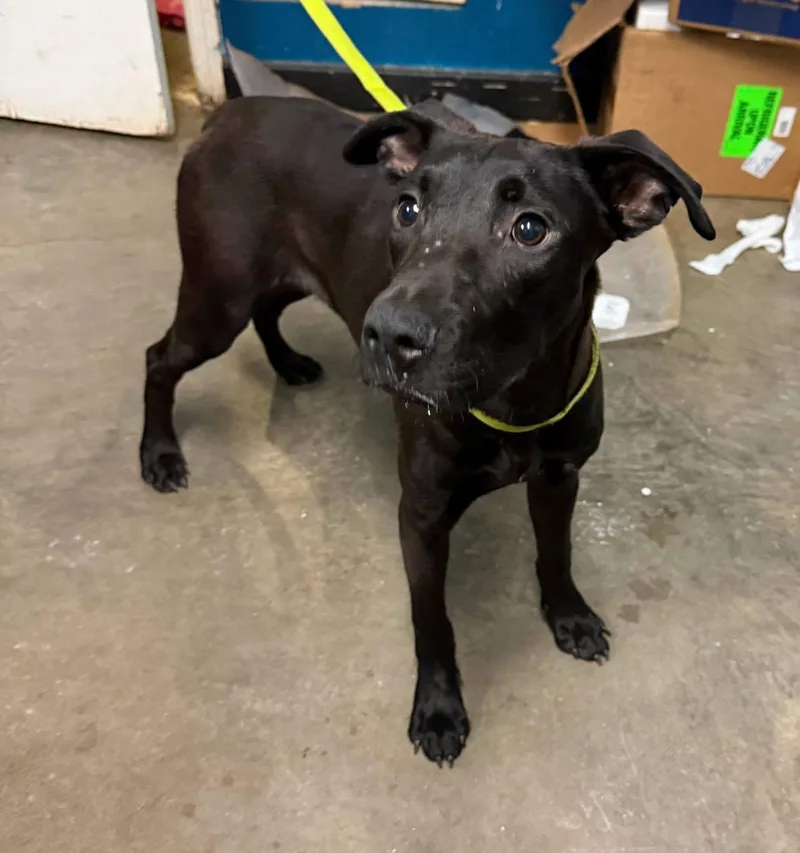 A young small-sized male Belgian Shepherd / Malinois dog named Sonic for adoption in Ozark, AL