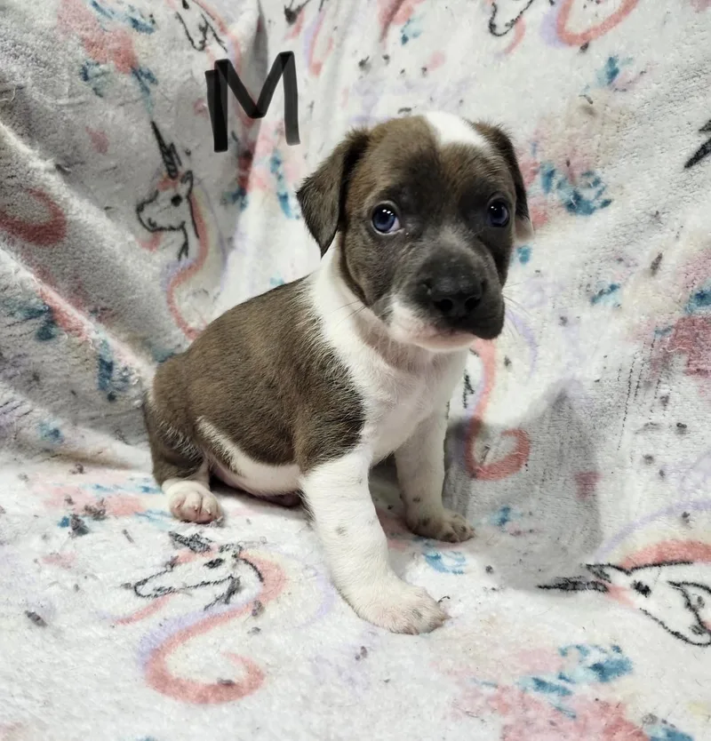 A baby medium-sized male Gray / Blue / Silver Pit Bull Terrier dog named Chandler for adoption in Hamilton , NJ