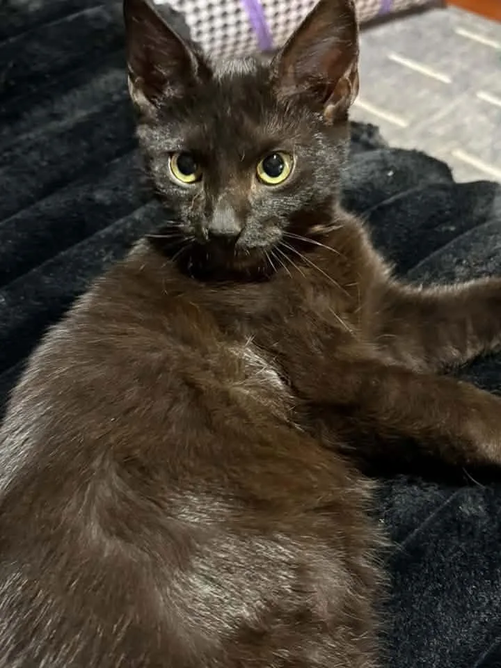 A baby medium-sized male Black Domestic Short Hair cat named Rocky for adoption in Breinigsville, PA