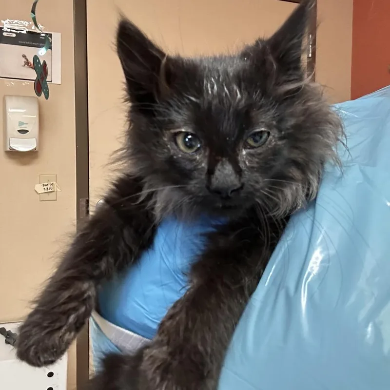 A baby small-sized male Black Domestic Long Hair cat named Fire Sweet & for adoption in Flagstaff, AZ