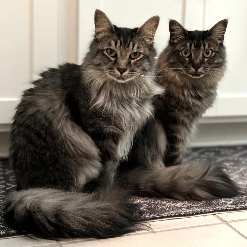 A young small-sized male Black Domestic Long Hair cat named Yoda for adoption in San Antonio, TX