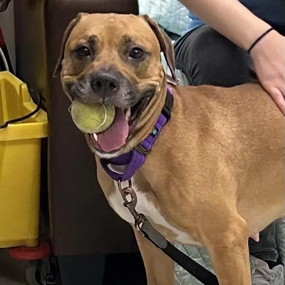 An adult medium-sized female Brown / Chocolate Pit Bull Terrier dog named Lola for adoption in Springfield, MA