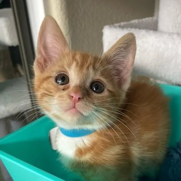A baby small-sized male Orange / Red Domestic Short Hair cat named Denali for adoption in Hemet, CA