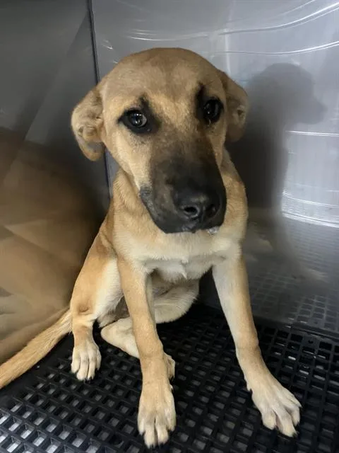 A baby large-sized female Mixed Breed dog named Nyla for adoption in Dallas, TX