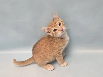 A baby small-sized male Domestic Short Hair cat named Katakuri for adoption in Coon Rapids, MN