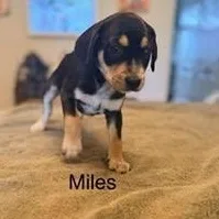 A baby medium-sized male Tricolor (Brown, Black, & White) Hound dog named Miles for adoption in Lexington, KY