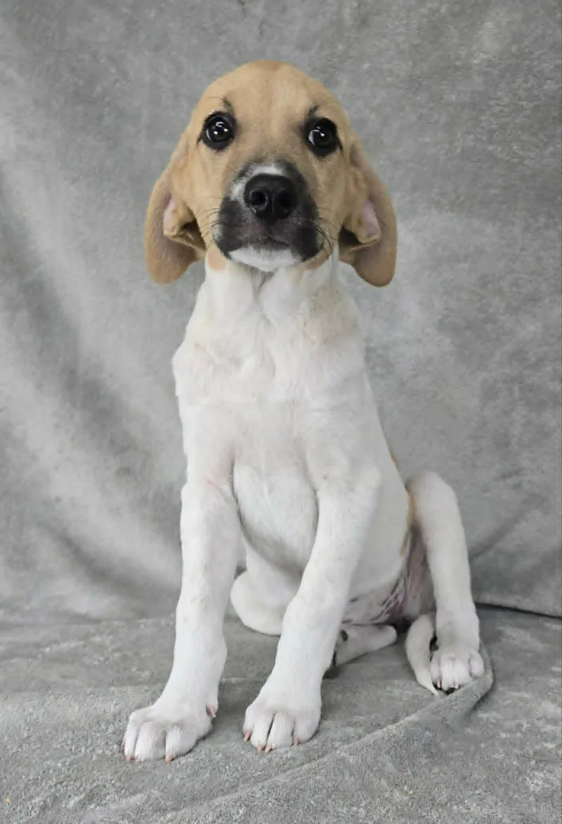 A baby medium-sized female White / Cream Great Pyrenees dog named Rio for adoption in New York, NY