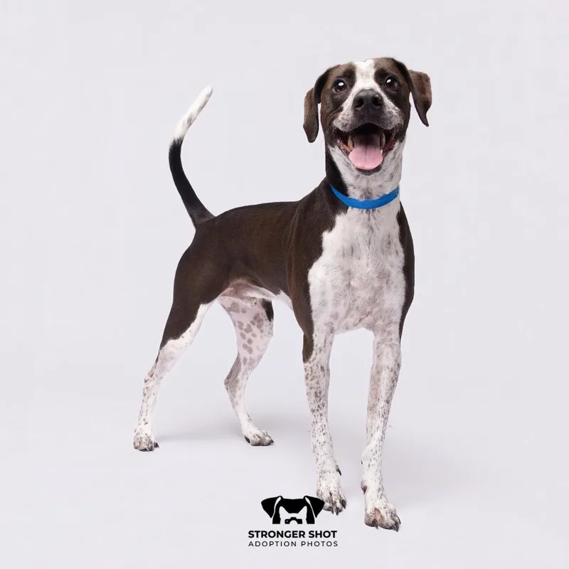 An adult medium-sized male Pointer dog named Snoop for adoption in Tampa, FL
