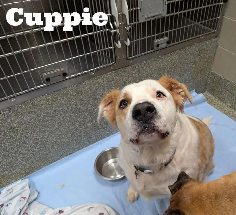 Cuppie thumbnail 2