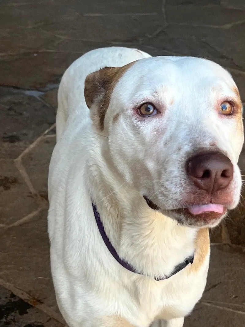 A young medium-sized male Australian Cattle Dog / Blue Heeler dog named Prince Boy for adoption in Lavon, TX