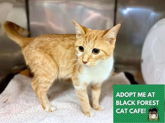 A young medium-sized female Domestic Short Hair cat named Pumpkin for adoption in Fort Wayne, IN