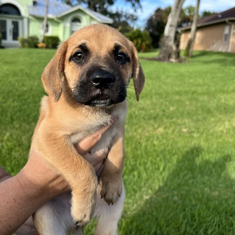A baby small-sized female Black Mouth Cur dog named Clove for adoption in Hobe Sound, FL