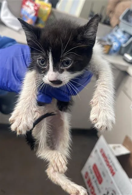 A baby medium-sized female Domestic Short Hair cat named Gigi for adoption in Dallas, TX