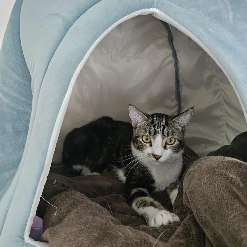 A young large-sized male Tabby (Brown / Chocolate) Domestic Short Hair cat named Pancake for adoption in Melbourne, FL