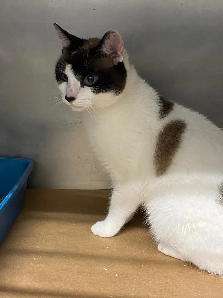 A young medium-sized male American Bobtail cat named Moon Pie for adoption in Cartersville , GA