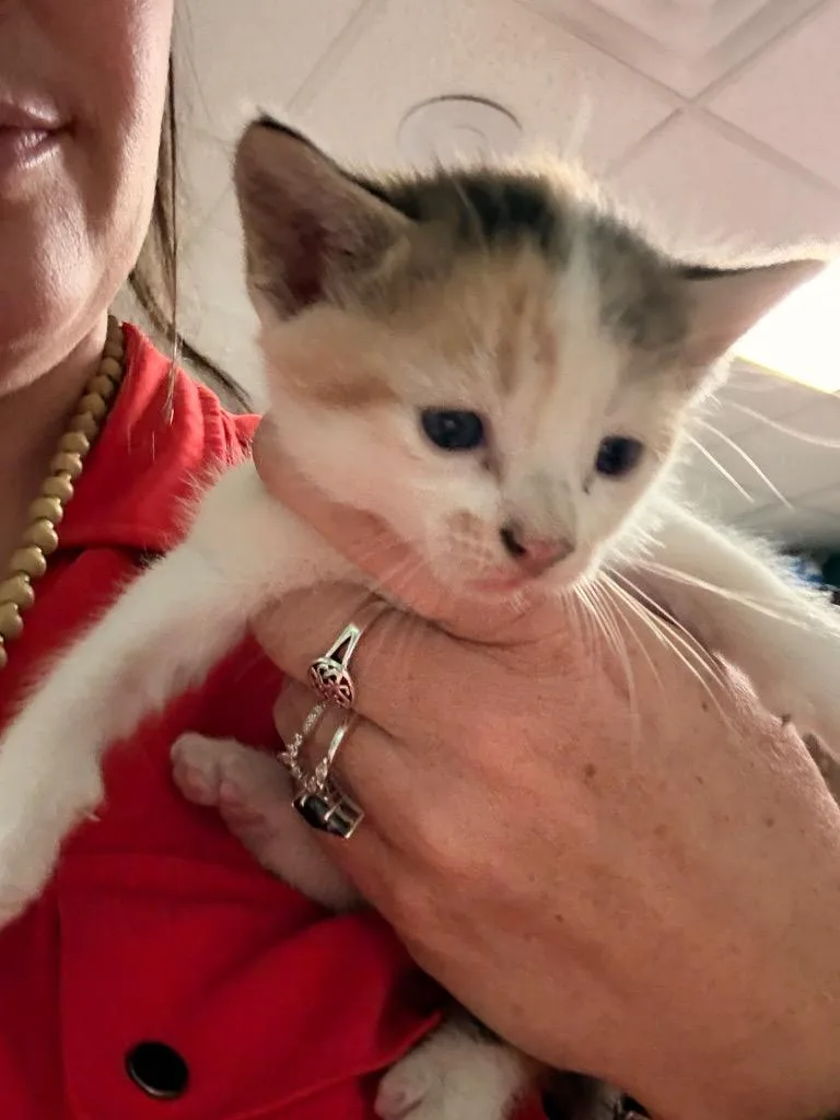 A baby medium-sized female Domestic Medium Hair cat named Danica Patrick for adoption in Rockport, TX