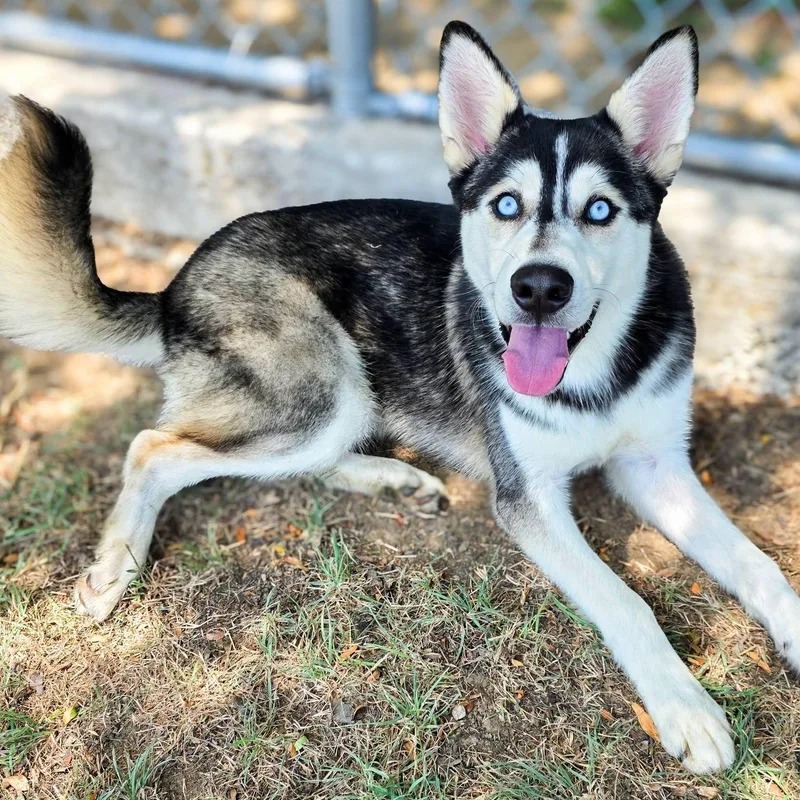 A baby medium-sized male Black Husky dog named Hootie for adoption in Gainesville, TX