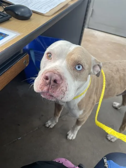 An adult large-sized male Mixed Breed dog named Buddy for adoption in Dallas, TX