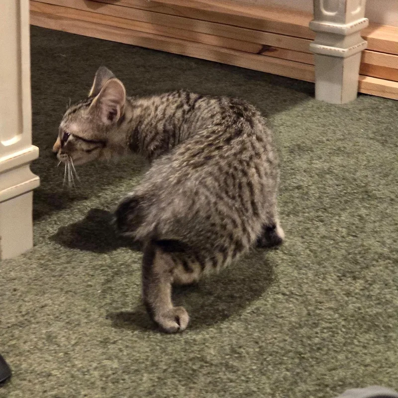 A baby medium-sized male Tabby (Brown / Chocolate) Domestic Short Hair cat named Tofu for adoption in Warrior, AL
