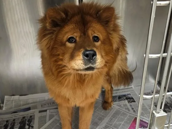 A young medium-sized female Chow Chow dog named Kaval for adoption in Van Nuys, CA