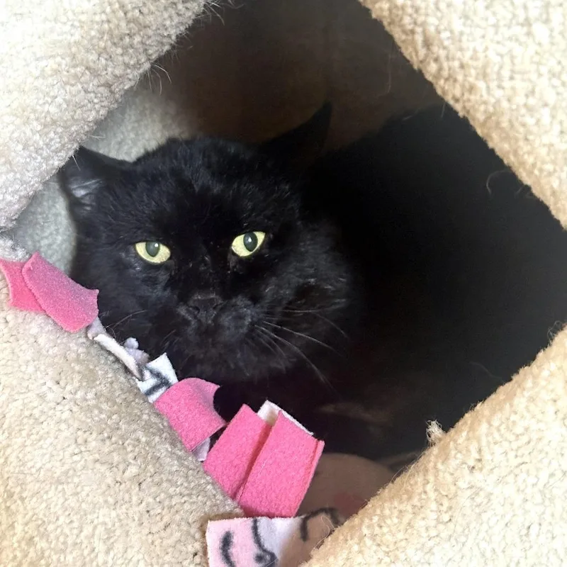 An adult small-sized male Black Domestic Medium Hair cat named Onyx for adoption in Tucson, AZ