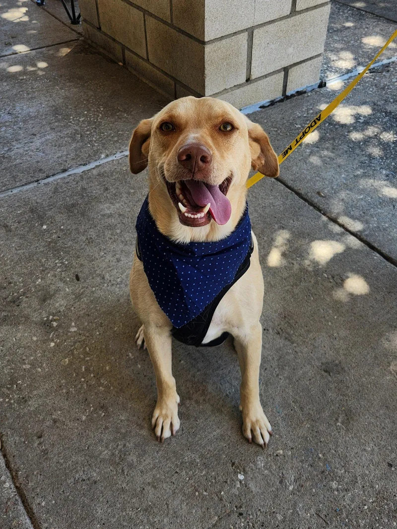 An adult medium-sized male Labrador Retriever dog named Butters for adoption in Dallas, TX