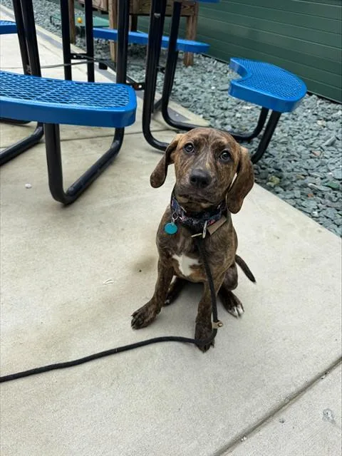 A baby medium-sized female Labrador Retriever dog named Reese for adoption in Leesburg, VA