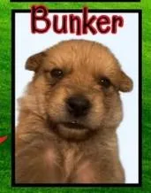 A baby small-sized male Mixed Breed dog named Bunker for adoption in Mesa, AZ