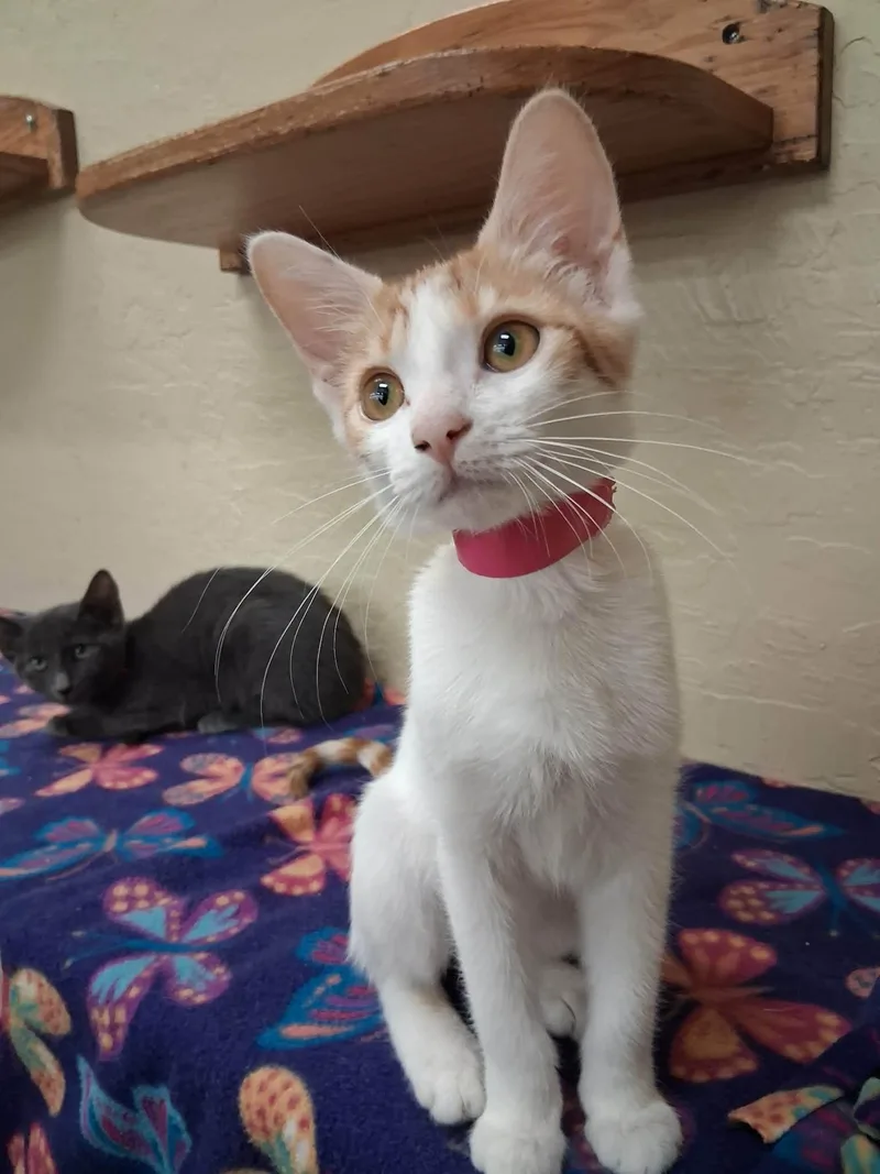 A baby small-sized female Orange & White Domestic Short Hair cat named Claire for adoption in Parlier, CA