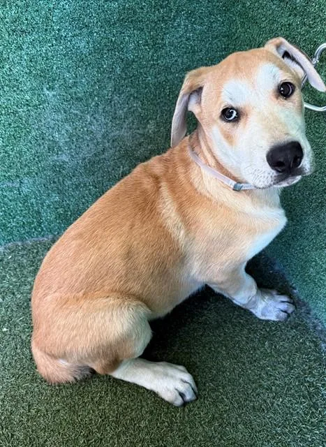 A baby small-sized male Siberian Husky dog named Casper for adoption in Lancaster, CA