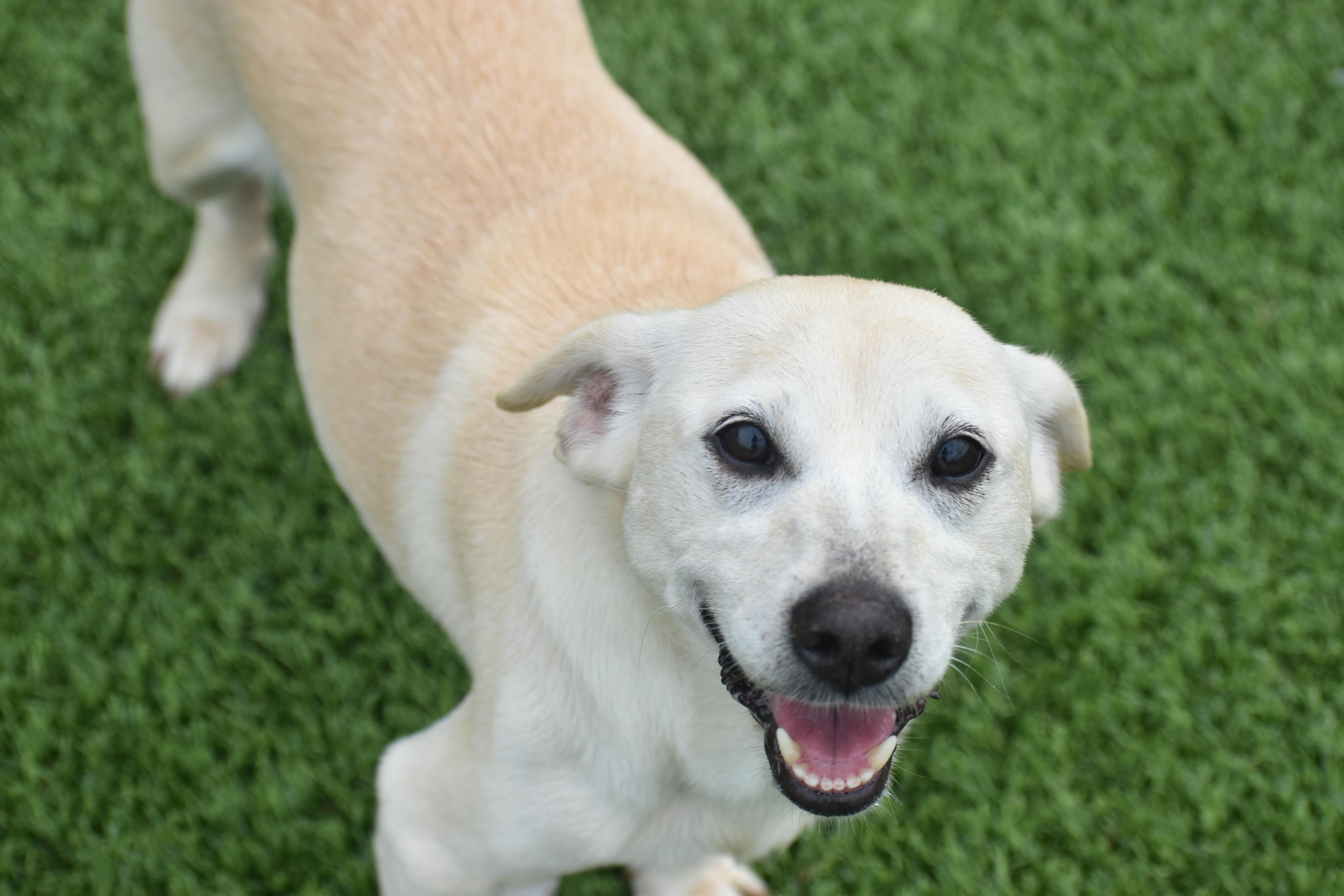 An adult small-sized female Terrier dog named Amora for adoption in Auburn, NE