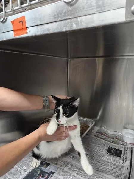An adult medium-sized female Domestic Short Hair cat named Pen c Penelope for adoption in Lawrenceville, GA